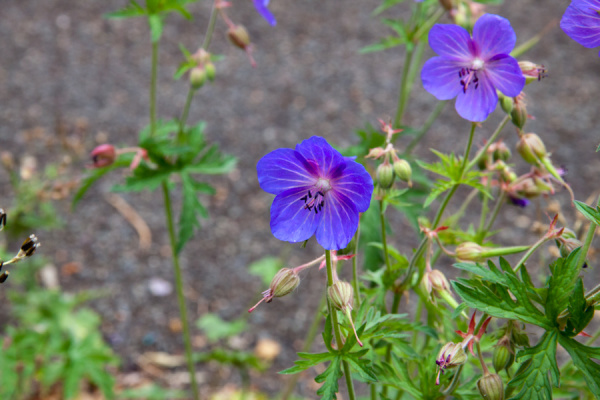 Cambridge Botanic Gardens