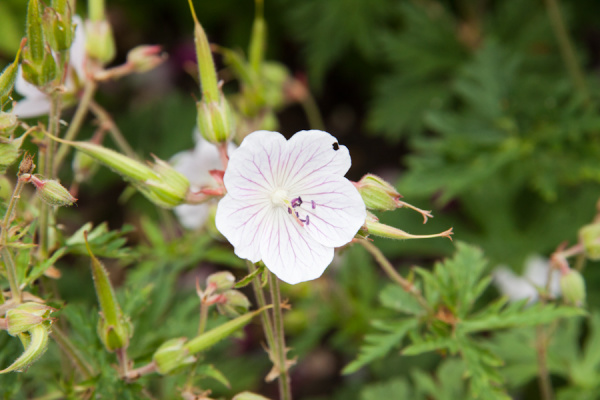 Cambridge Botanic Gardens