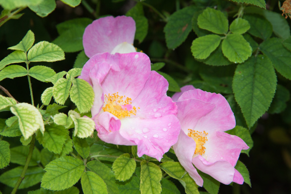 Cambridge Botanic Gardens