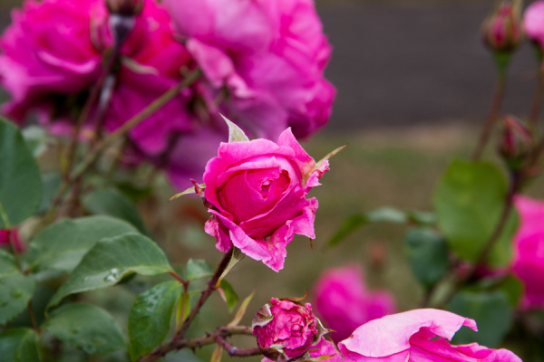 Cambridge Botanic Gardens