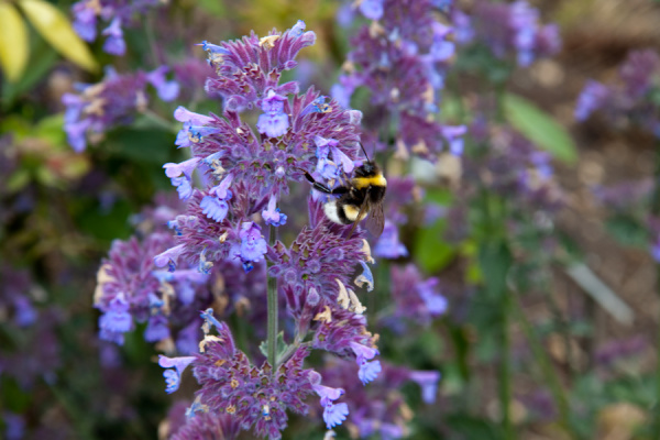 Cambridge Botanic Gardens