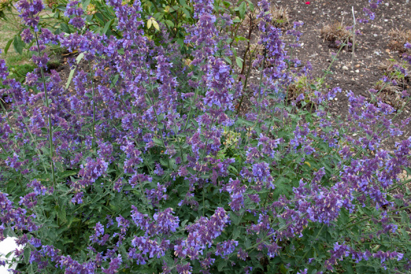 Cambridge Botanic Gardens