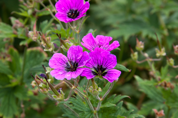 Cambridge Botanic Gardens