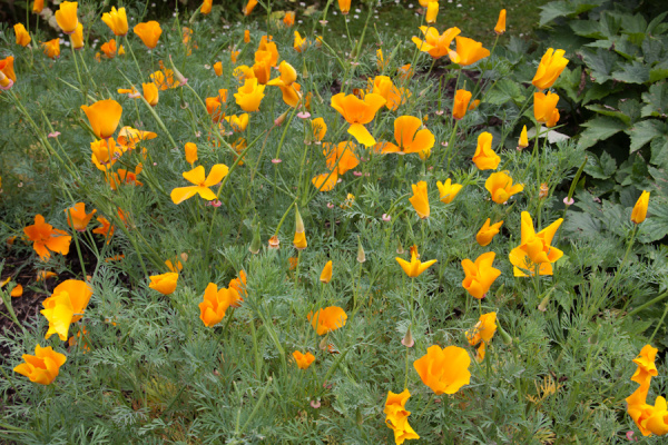 Cambridge Botanic Gardens