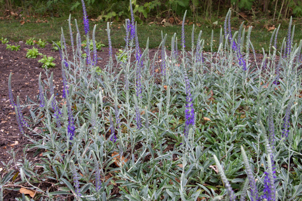 Cambridge Botanic Gardens