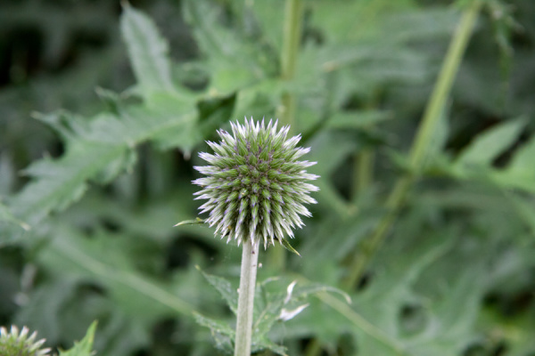 Cambridge Botanic Gardens