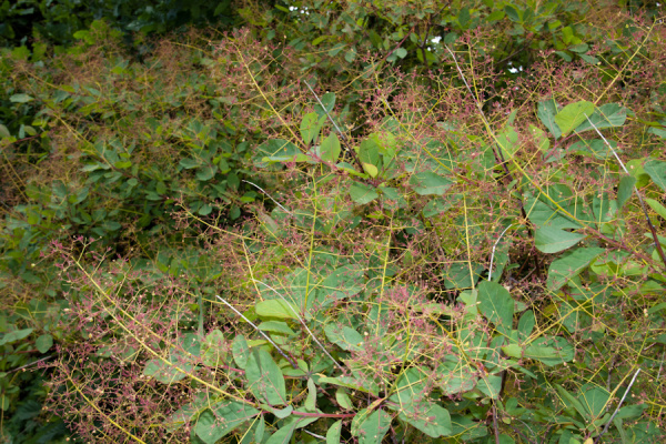 Cambridge Botanic Gardens