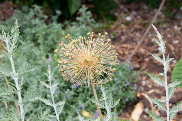 Cambridge Botanic Gardens