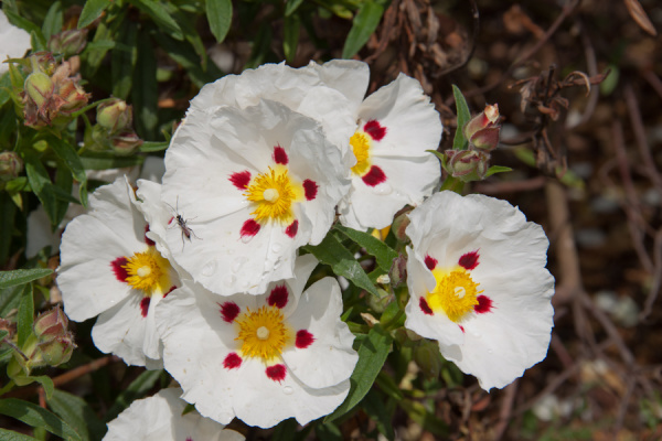 Cambridge Botanic Gardens