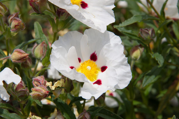 Cambridge Botanic Gardens