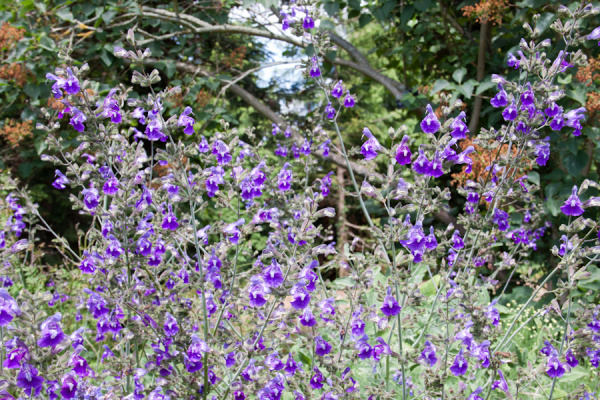 Cambridge Botanic Gardens