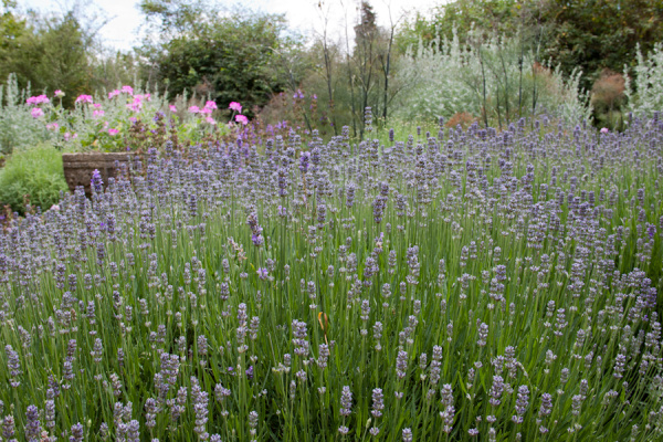 Cambridge Botanic Gardens