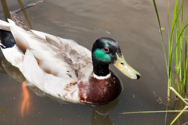 Cambridge Botanic Gardens