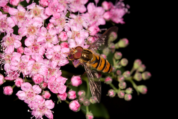 Macros from the garden