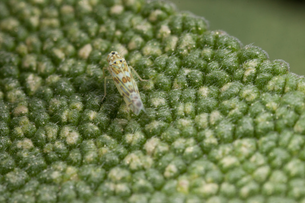 Macros from the garden