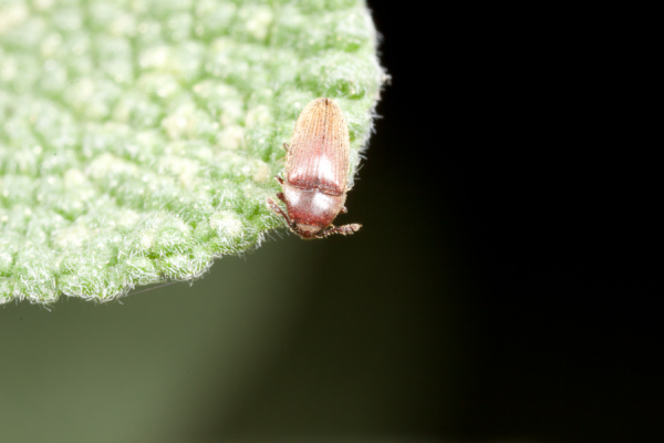 Macros from the garden