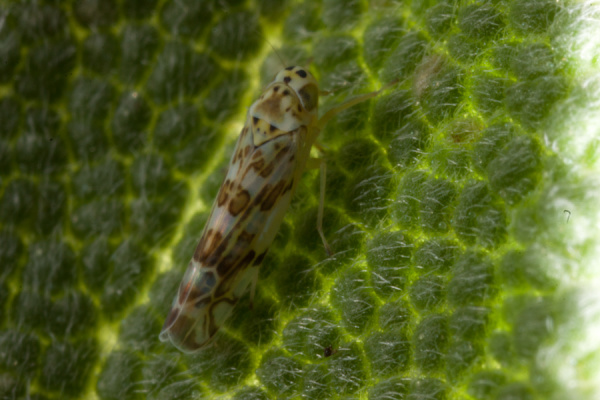 Macros from the garden