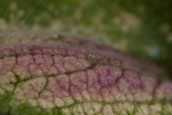 Macros from the garden