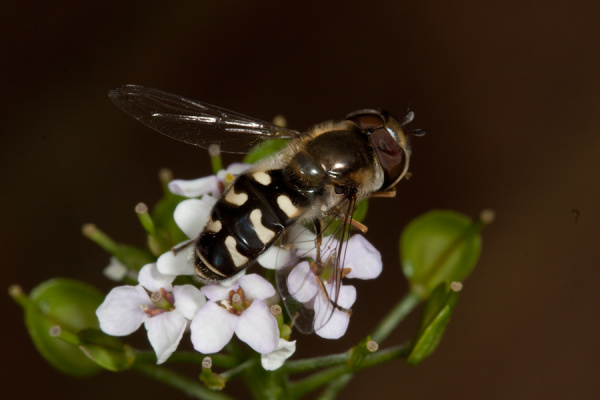 Macros from the garden