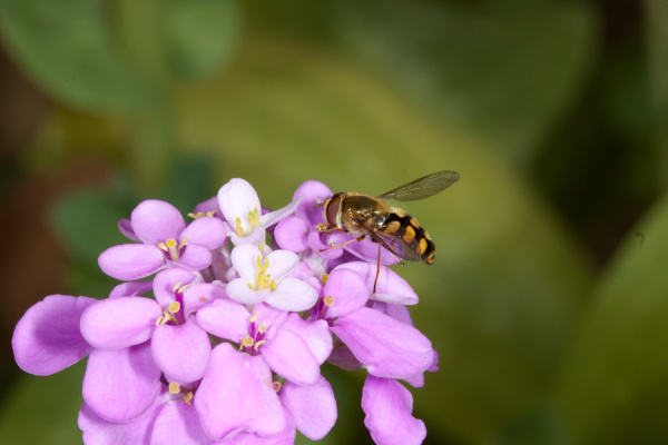 Macros from the garden