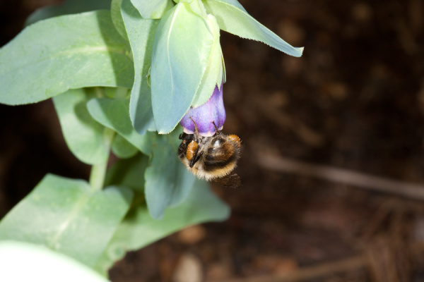 Macros from the garden