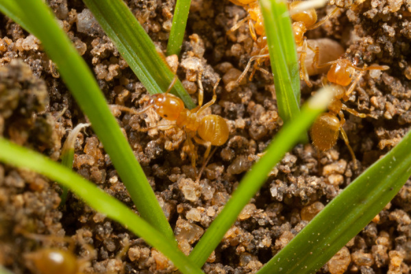 Macros from the garden