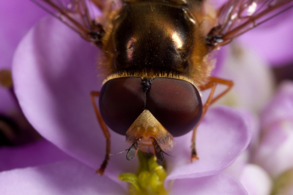 Macros from the garden