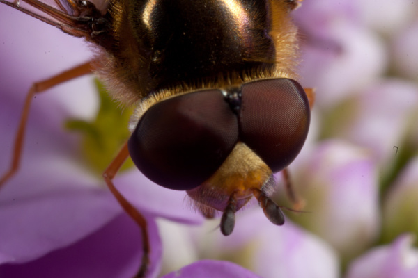 Macros from the garden