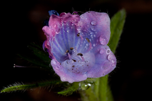 Garden Macros