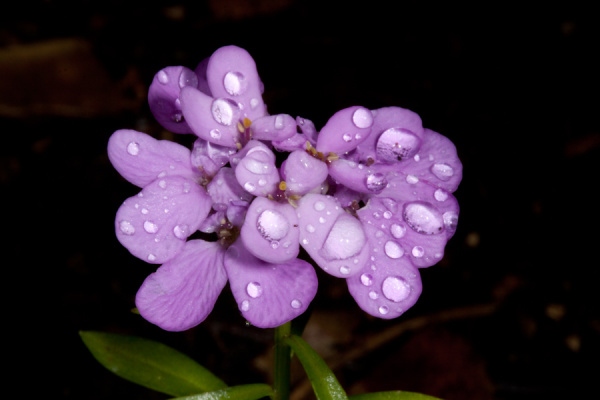 Garden Macros