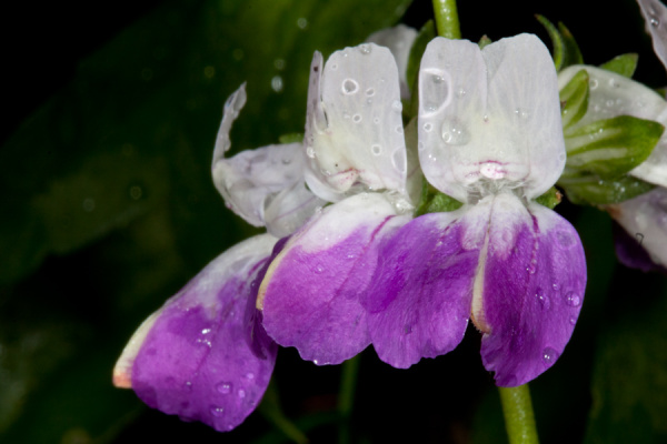 Garden Macros