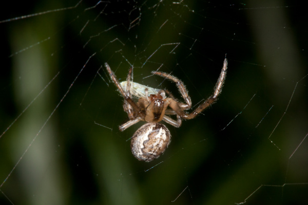 Garden Macros