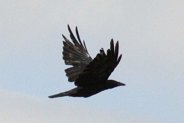 Crow Flight